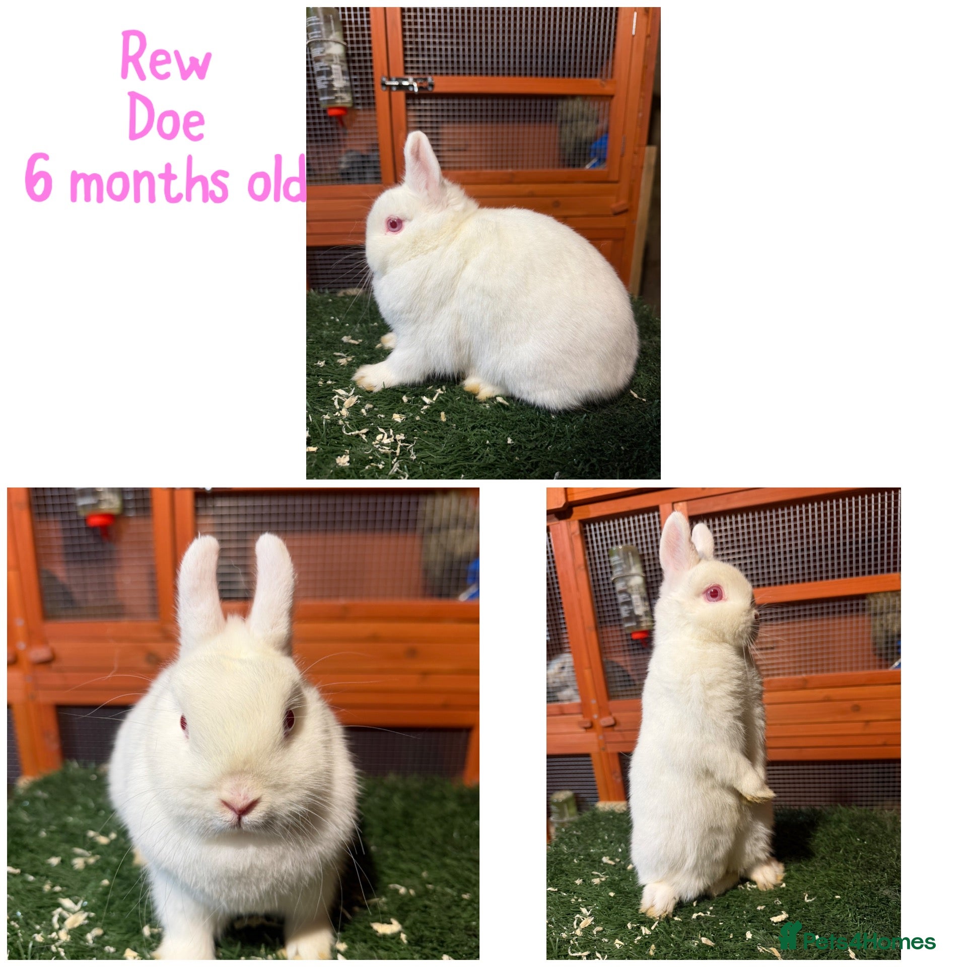 Netherland Dwarf rabbits for sale: Pure breed Netherlands dwarf  - Advert 5