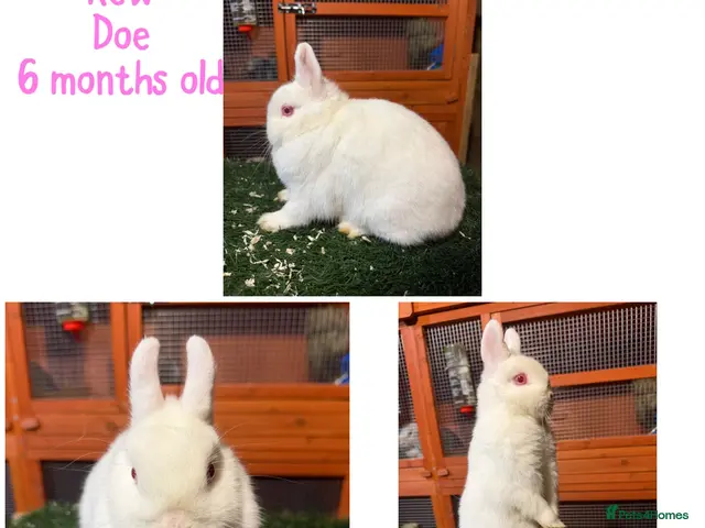 Netherland Dwarf rabbits for sale: Pure breed Netherlands dwarf - Advert 4