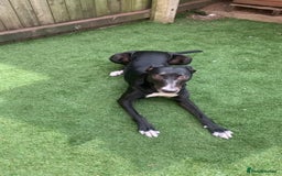 Mixed Breed dogs for sale: Black and white  - Advert 1