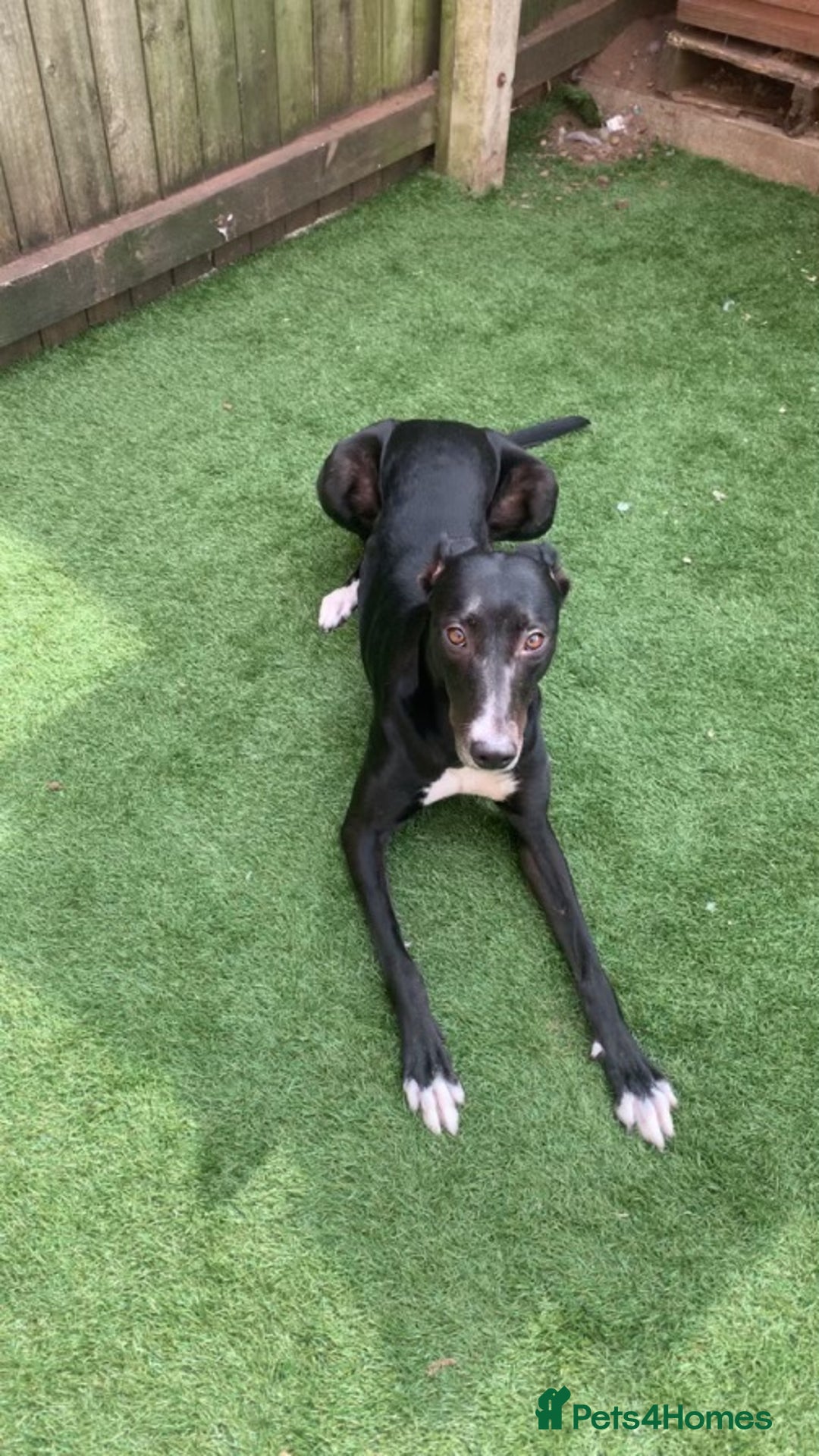 Mixed Breed dogs for sale: Black and white  - Advert 1