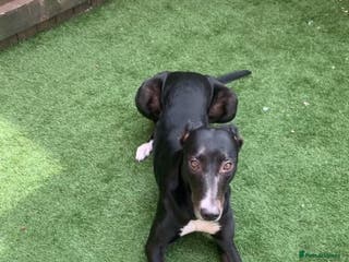 Mixed Breed dogs Black and white - Advert 15