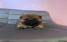 Japanese Shiba Inu dogs for sale: Adorable Japanese Shiba Inu Puppy Little Sunshine  - Image 4