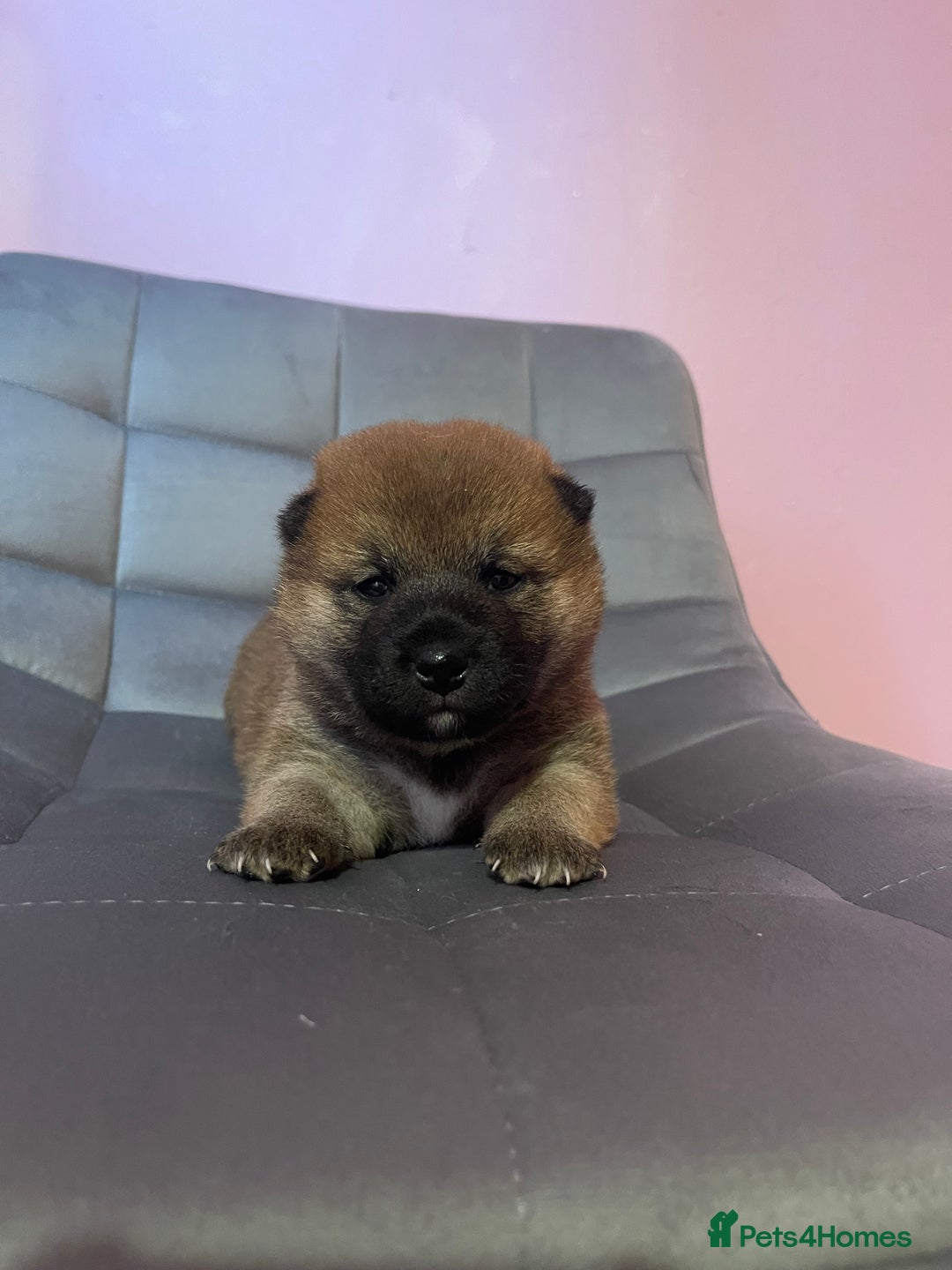 Japanese Shiba Inu dogs for sale: Adorable Japanese Shiba Inu Puppy Little Sunshine  - Image 4