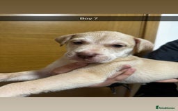 Mixed Breed dogs for sale: Puppies for sale  - Image 20