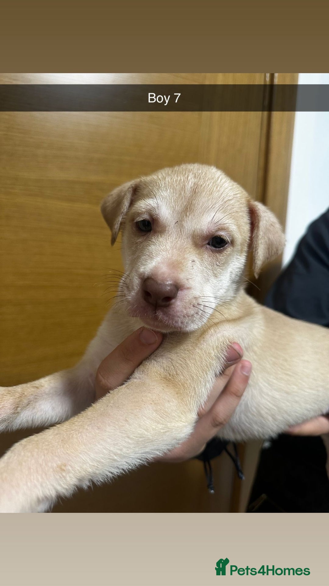 Mixed Breed dogs for sale: Puppies for sale  - Image 20