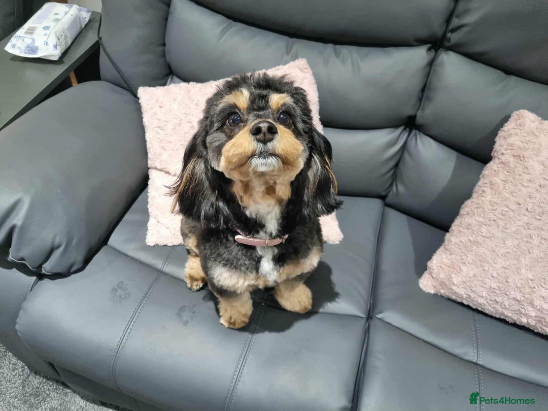 Cavapoochon dogs for sale: Two Year Old Female Cavapoochon - Image 1
