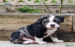 Olde English Bulldogge dogs for sale: Olde Tyme bulldogs puppies  - Image 1