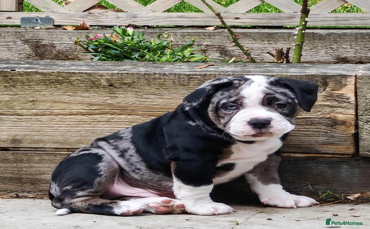 Olde English Bulldogge dogs - Advert 2