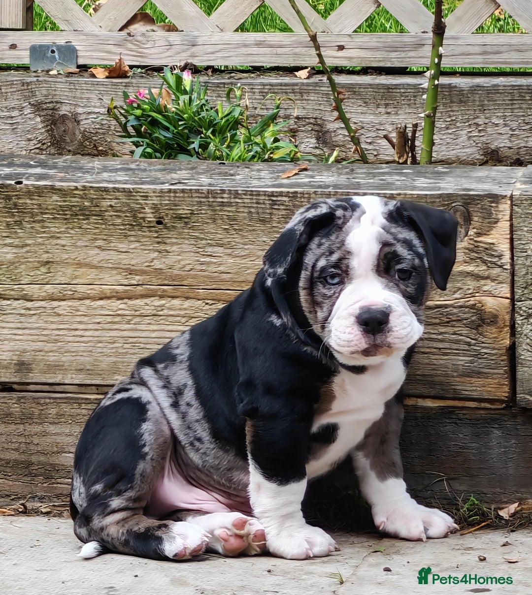 Olde English Bulldogge dogs for sale: Olde Tyme bulldogs puppies  - Image 1