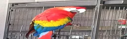 Parrots birds for sale: Paul Thompson  in Barrow-in-Furness - Advert 2