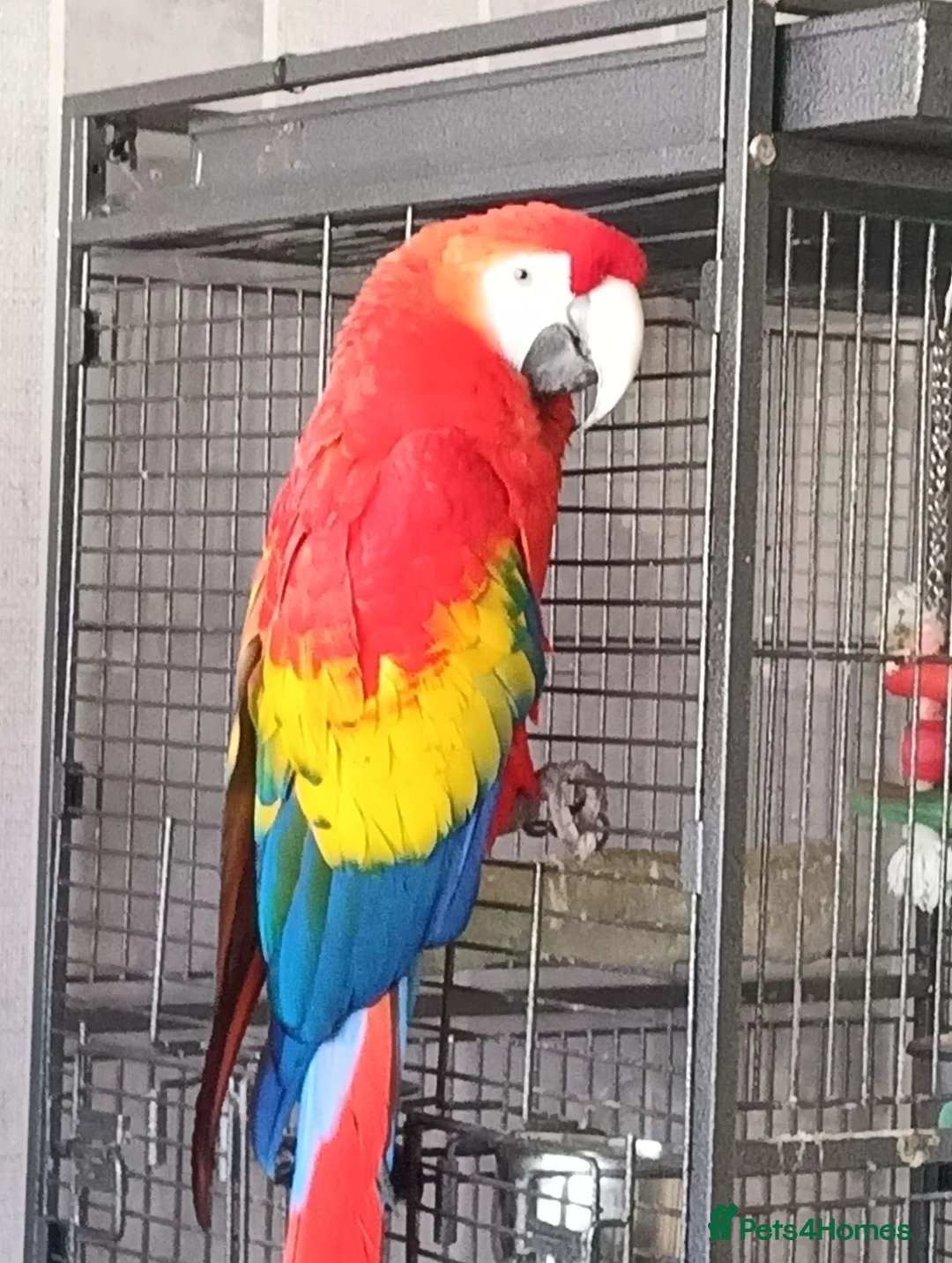 Parrots birds for sale: Paul Thompson  in Barrow-in-Furness - Advert 2