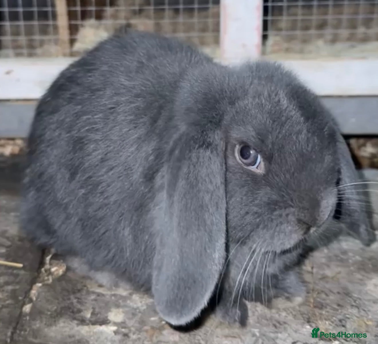 Mini Lop rabbits Mini lop  - Advert 2