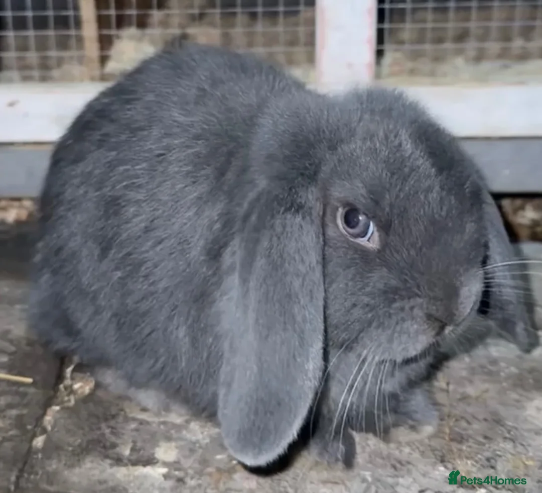 Mini Lop rabbits for sale: Mini lop  - Advert 1