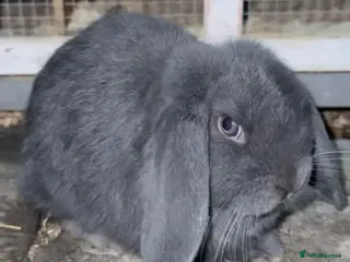 Mini Lop rabbits Mini lop - Advert 2