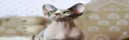 Sphynx cats for sale: Beautiful Blue Calico Sphynx Girl  - Advert 2