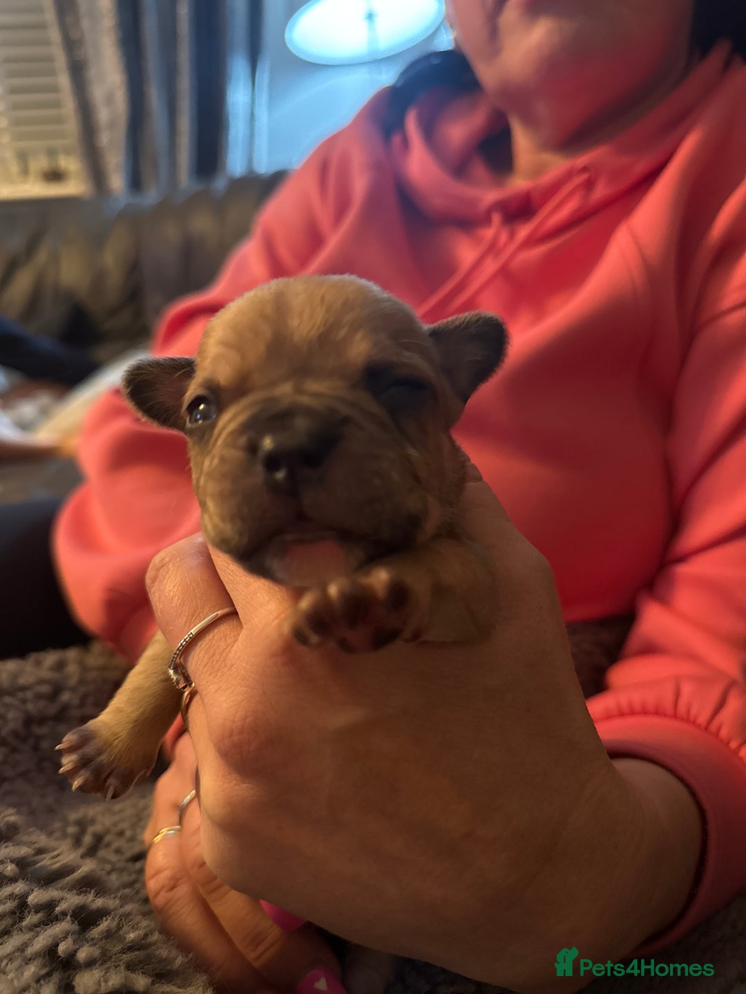 Mixed Breed dogs for sale: French bulldog x American bulldog  - Image 13