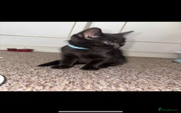 Mixed Breed cats for sale: Black Kittens - Image 2