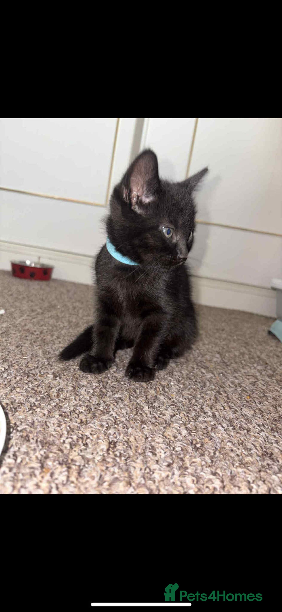 Mixed Breed cats for sale: Black Kittens - Image 2