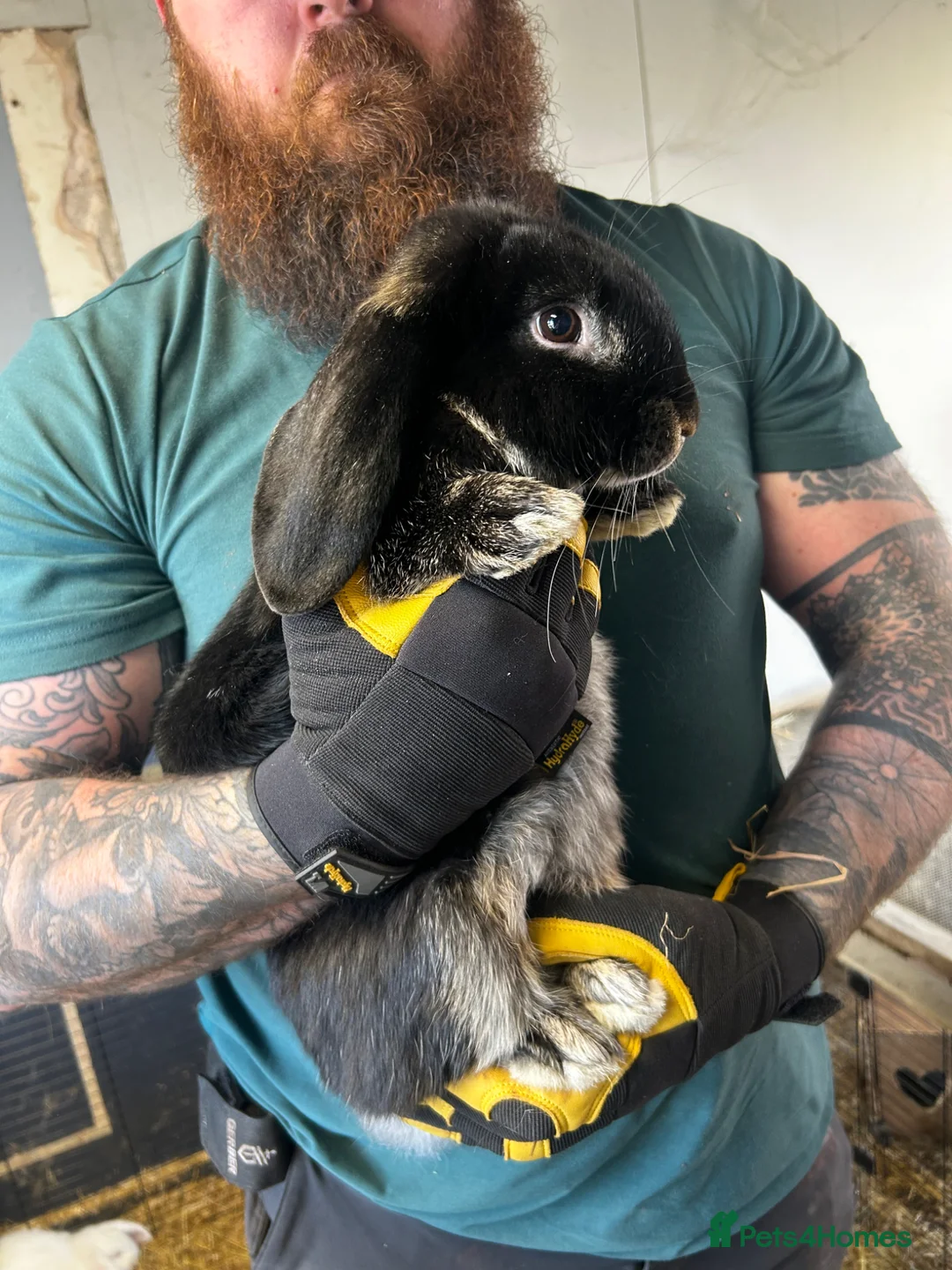 French Lop rabbits for sale: 3 French Lop Rabbits, 4 Months, 3 Available - Advert 2