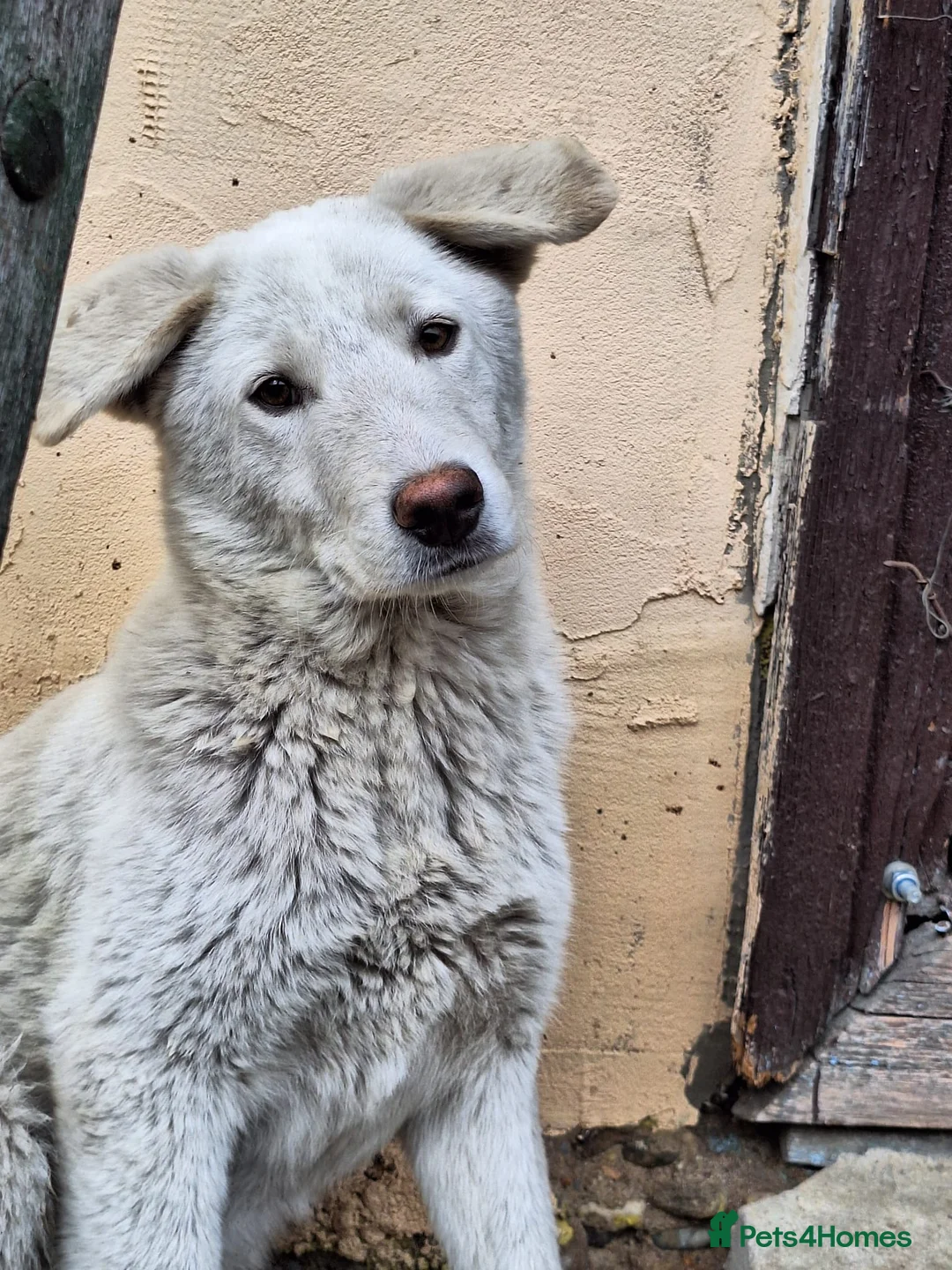 Mixed Breed dogs for adoption: 🐶 Meet AKY !  A Lovely Boy for a Loving Home - Advert 2