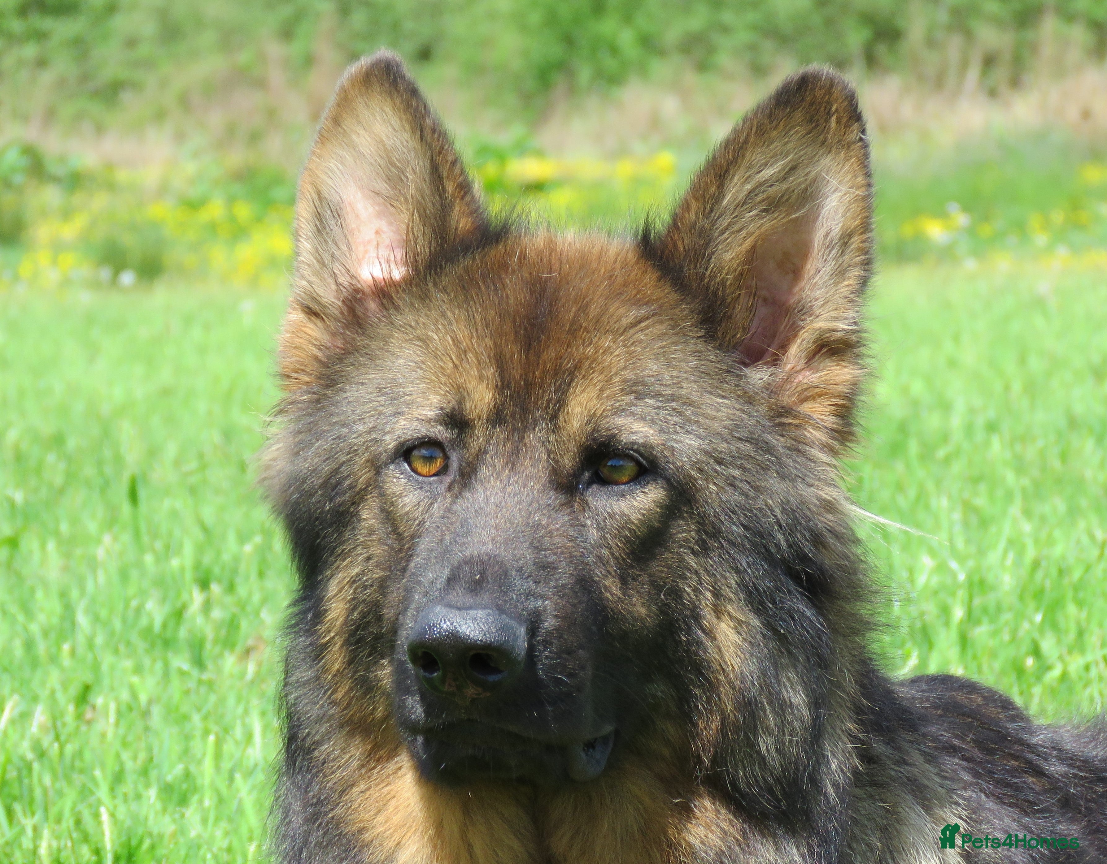 German Shepherd dogs German Shepherd Puppies For Sale - Advert 3