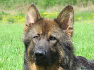 German Shepherd dogs German Shepherd Puppies For Sale - Advert 3