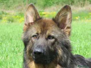 German Shepherd dogs German Shepherd Puppies For Sale - Advert 3