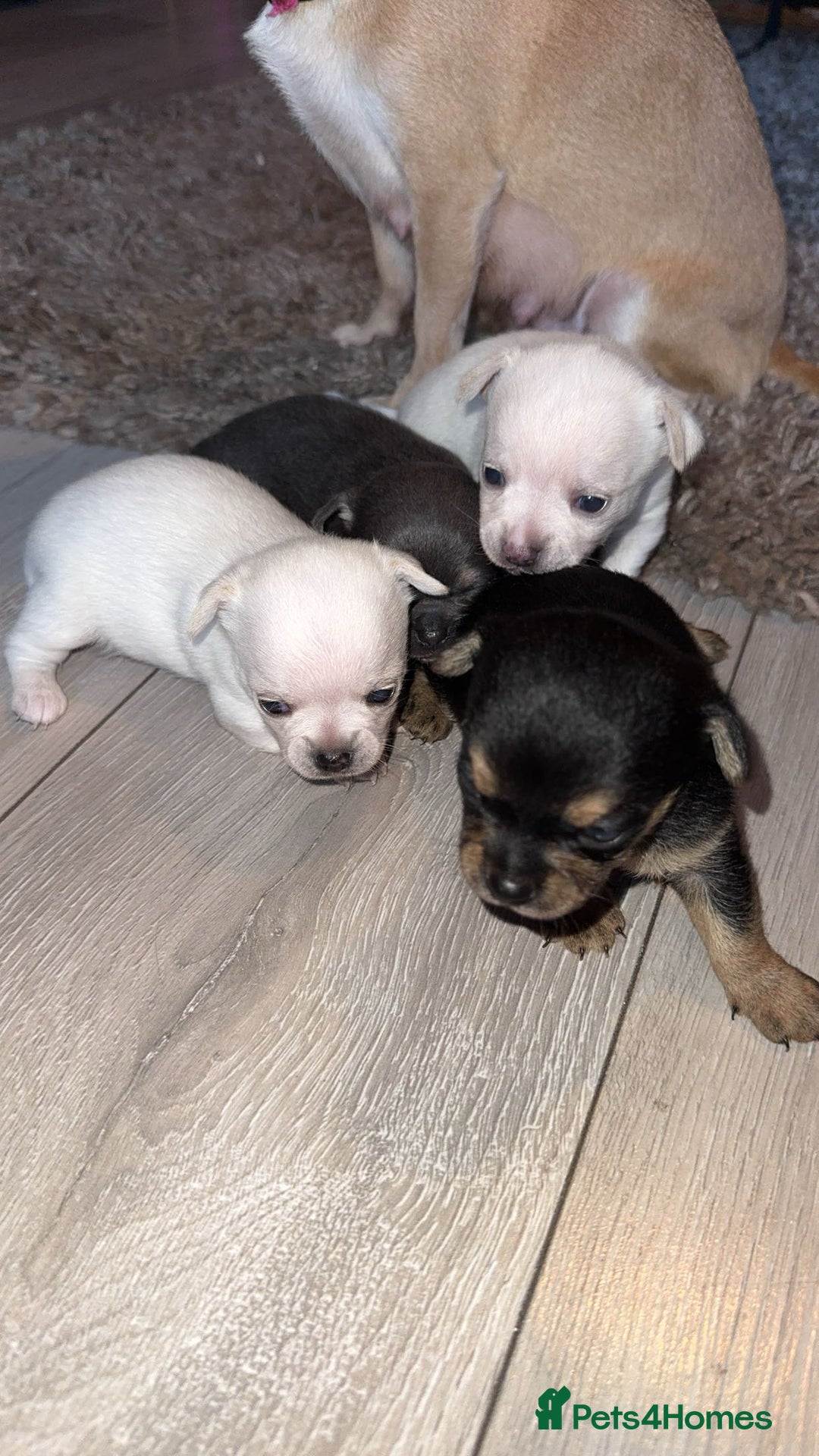 Chihuahua dogs for sale: Chihuahua puppies  - Advert 4