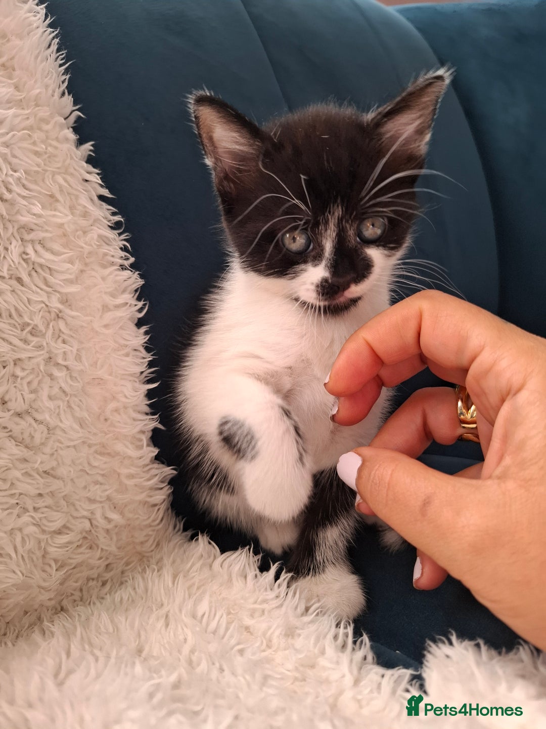 Mixed Breed cats for sale: Tabby/British short hair - Advert 12