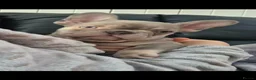 French Bulldog dogs for sale: French Fur Babies - Advert 7