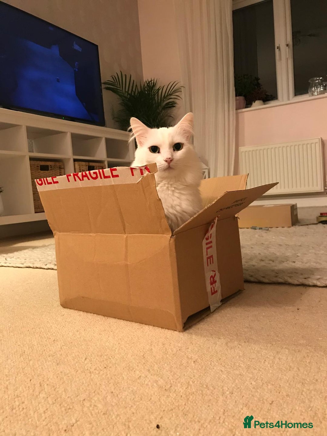 Mixed Breed cats for sale: Milk the moggy - Advert 4