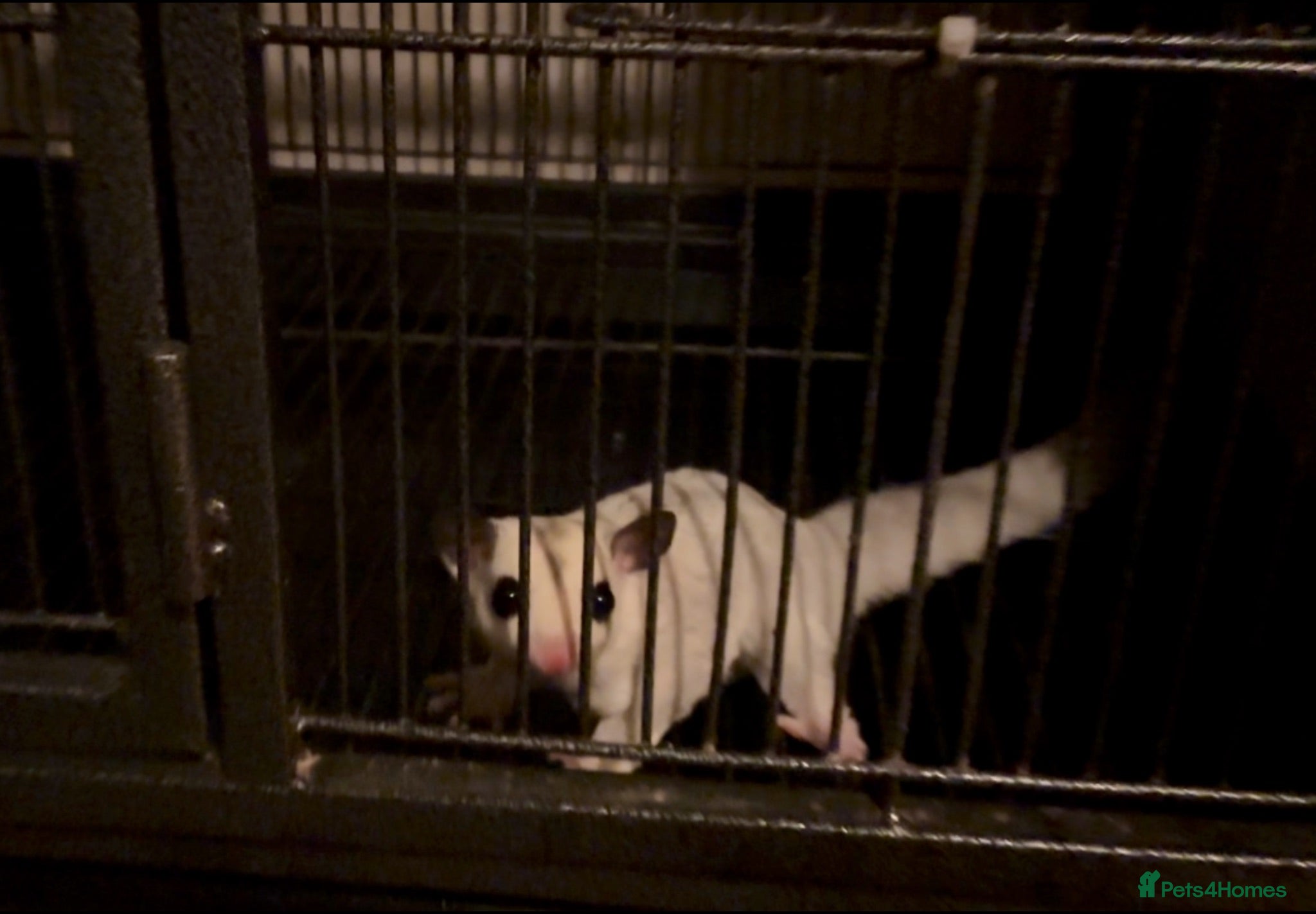 Sugar Glider rodents Baby sugar gliders ready now  - Advert 2