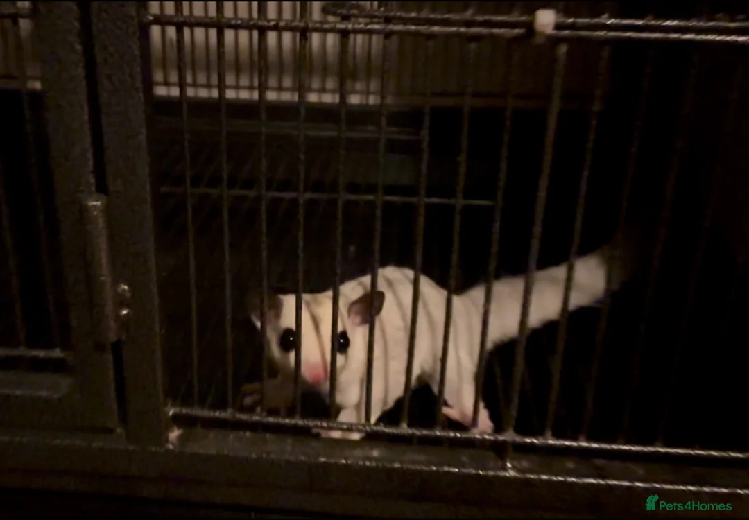 Sugar Glider rodents for sale: Baby sugar gliders ready now  - Advert 2