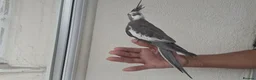 Cockatiels birds for sale: Super Tamed baby Cockatiel for sale - Advert 11