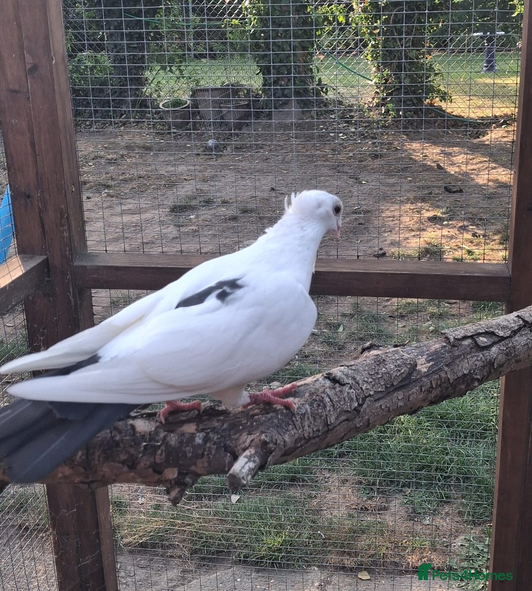 Pigeons birds for sale: Single German owl hen - Image 5