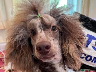 Toy Poodle dogs in Ringwood - Advert 1