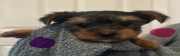 Yorkshire Terrier dogs for sale: Pure Yorkshire terriers  - Advert 6