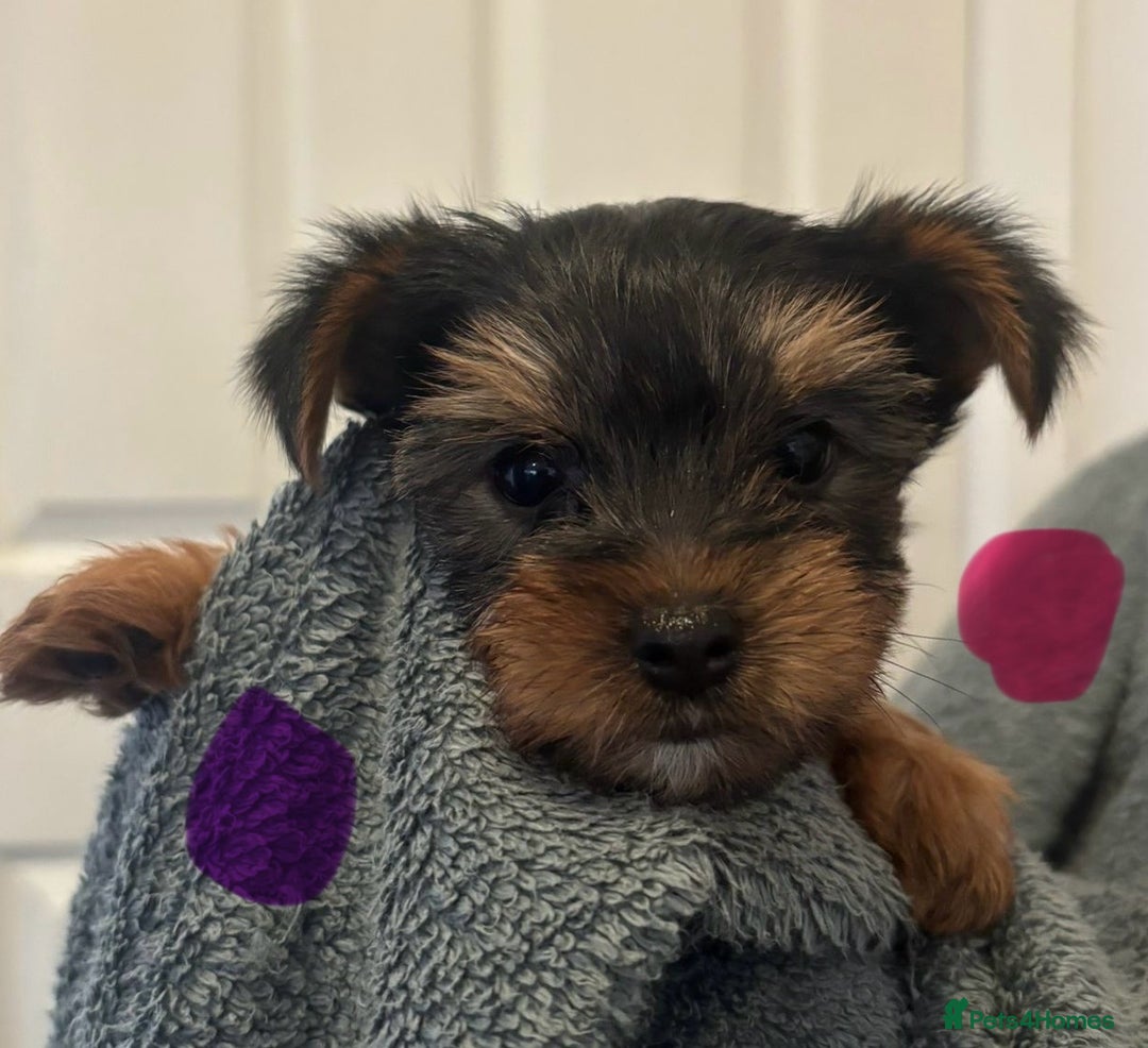 Yorkshire Terrier dogs for sale: Pure Yorkshire terriers  - Advert 6
