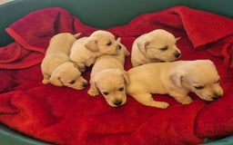 West Highland Terrier dogs for sale: WEST HIGHLAND DAXIE'S - Image 24