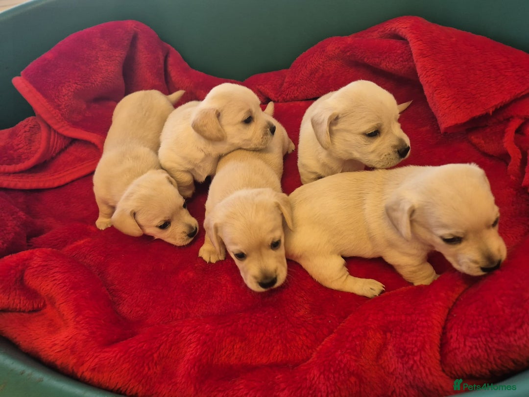 West Highland Terrier dogs for sale: WEST HIGHLAND DAXIE'S - Image 24