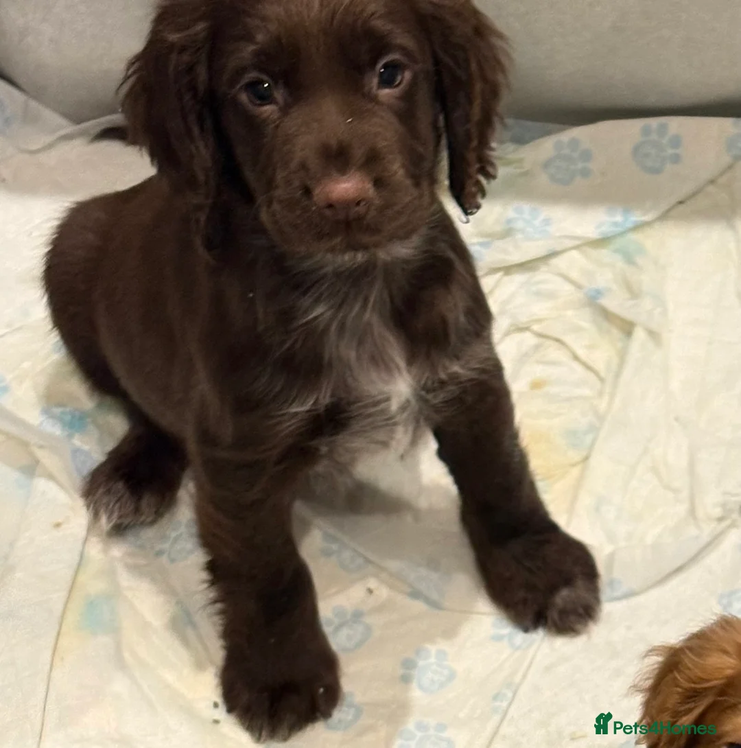 Cocker Spaniel dogs for sale: Working cocker spaniels  - Advert 24