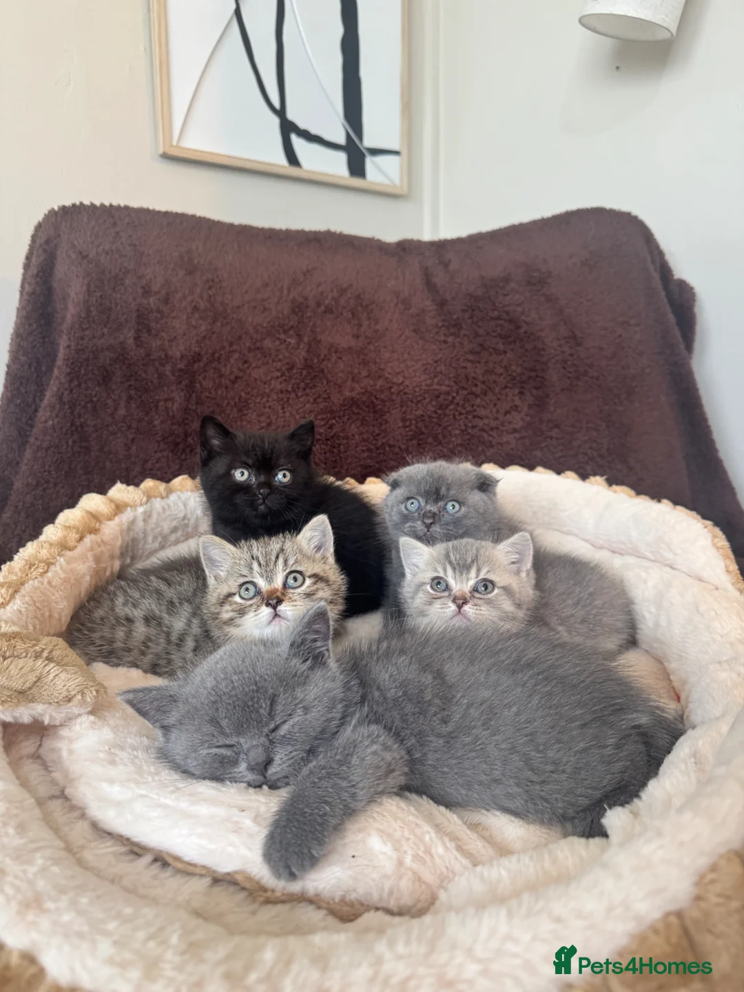 British Shorthair cats for sale: British shorthair kittens - Advert 1