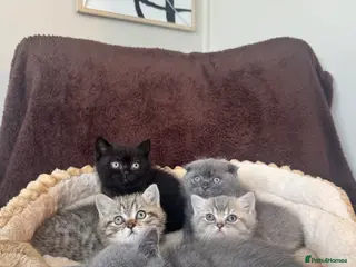 British Shorthair cats British shorthair kittens - Advert 3