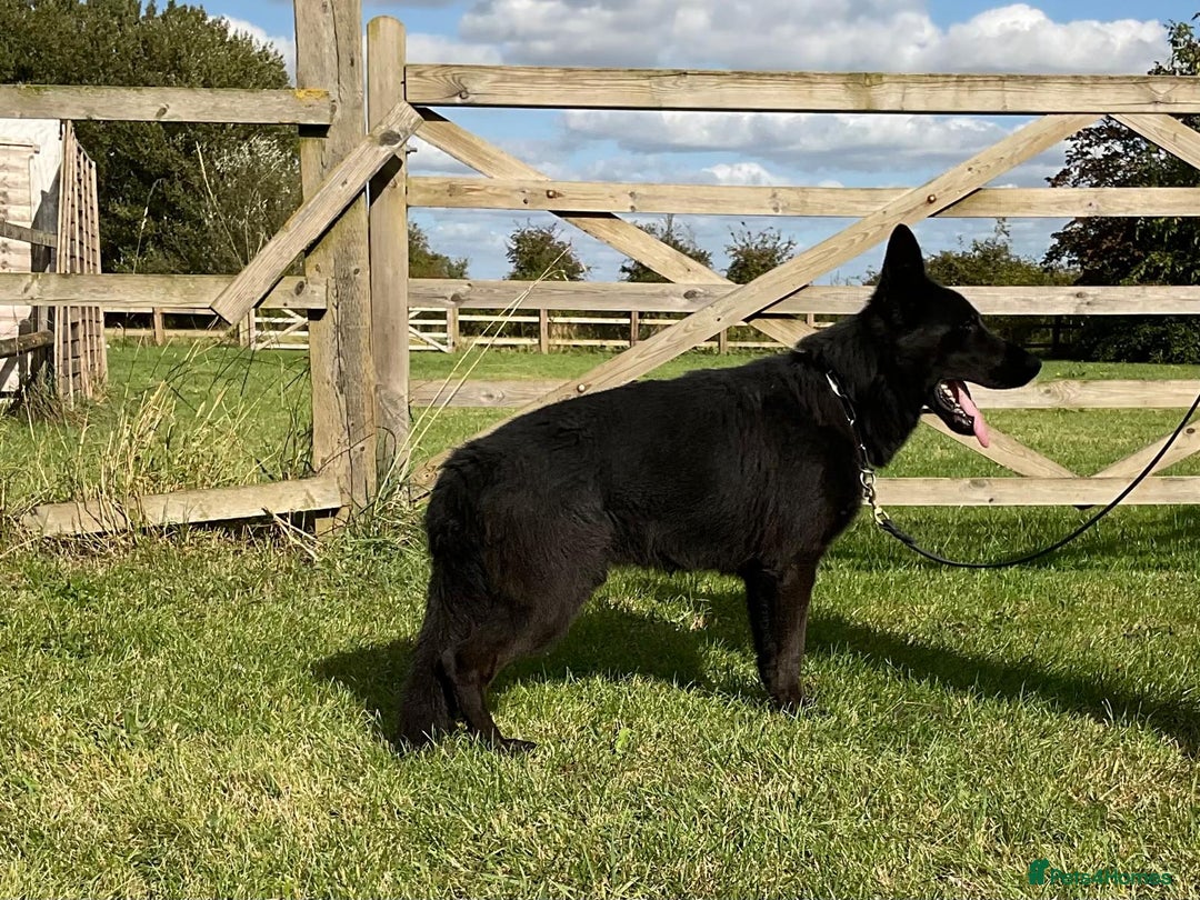 German Shepherd dogs for sale: 2 outstanding Males  - Advert 11