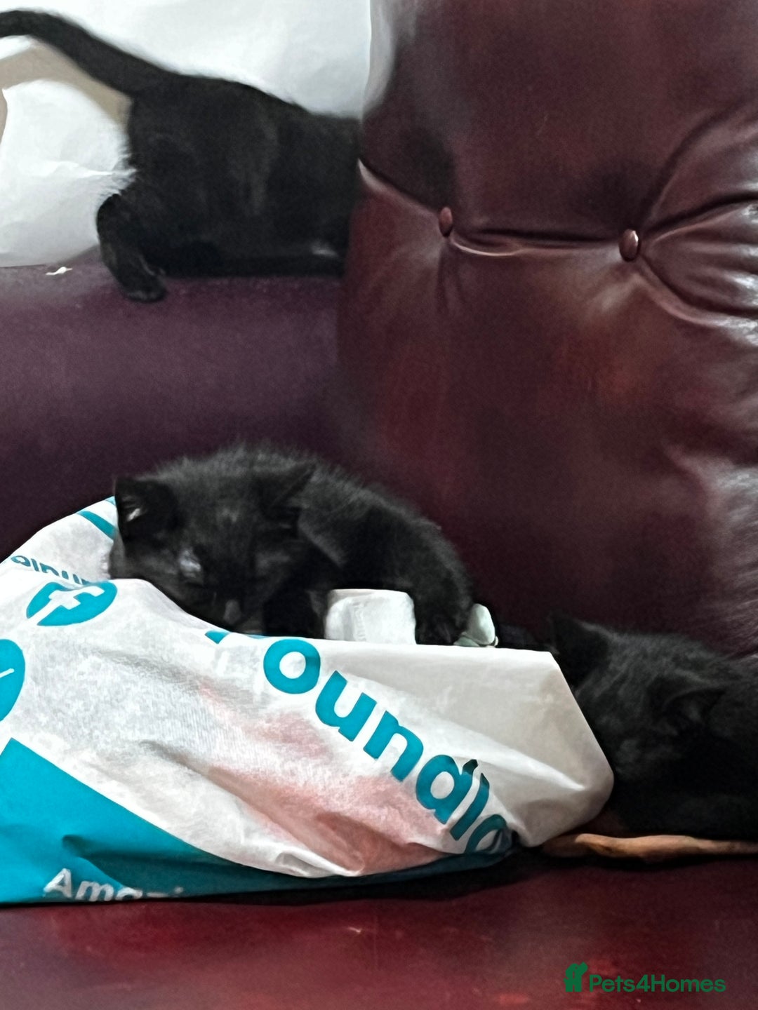 Mixed Breed cats for sale: Five kittens are ready to go now. - Advert 5