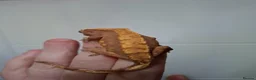 Gecko reptiles for sale: 3 crested geckos for sale  - Advert 11