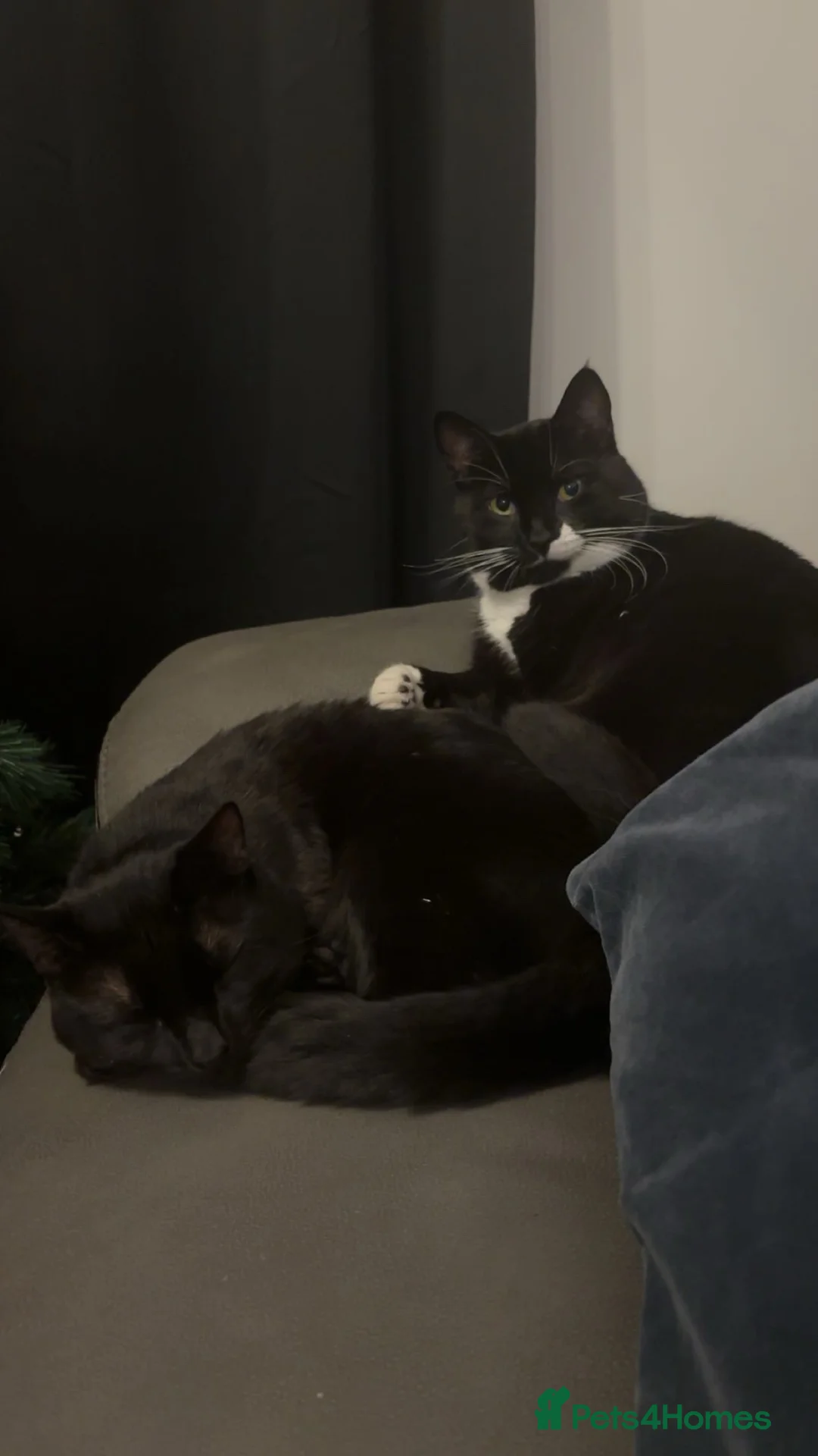 Bombay cats for sale: Humpty & Hugo - Advert 2