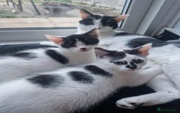 Mixed Breed cats for sale: 2 beautiful kittens  - Image 1