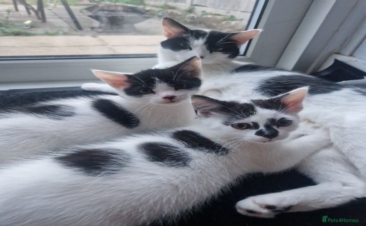 Mixed Breed cats - Advert 2