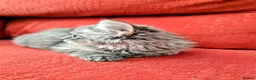 Mixed Breed cats for sale: Stunning Fluffy Kittens  - Advert 23
